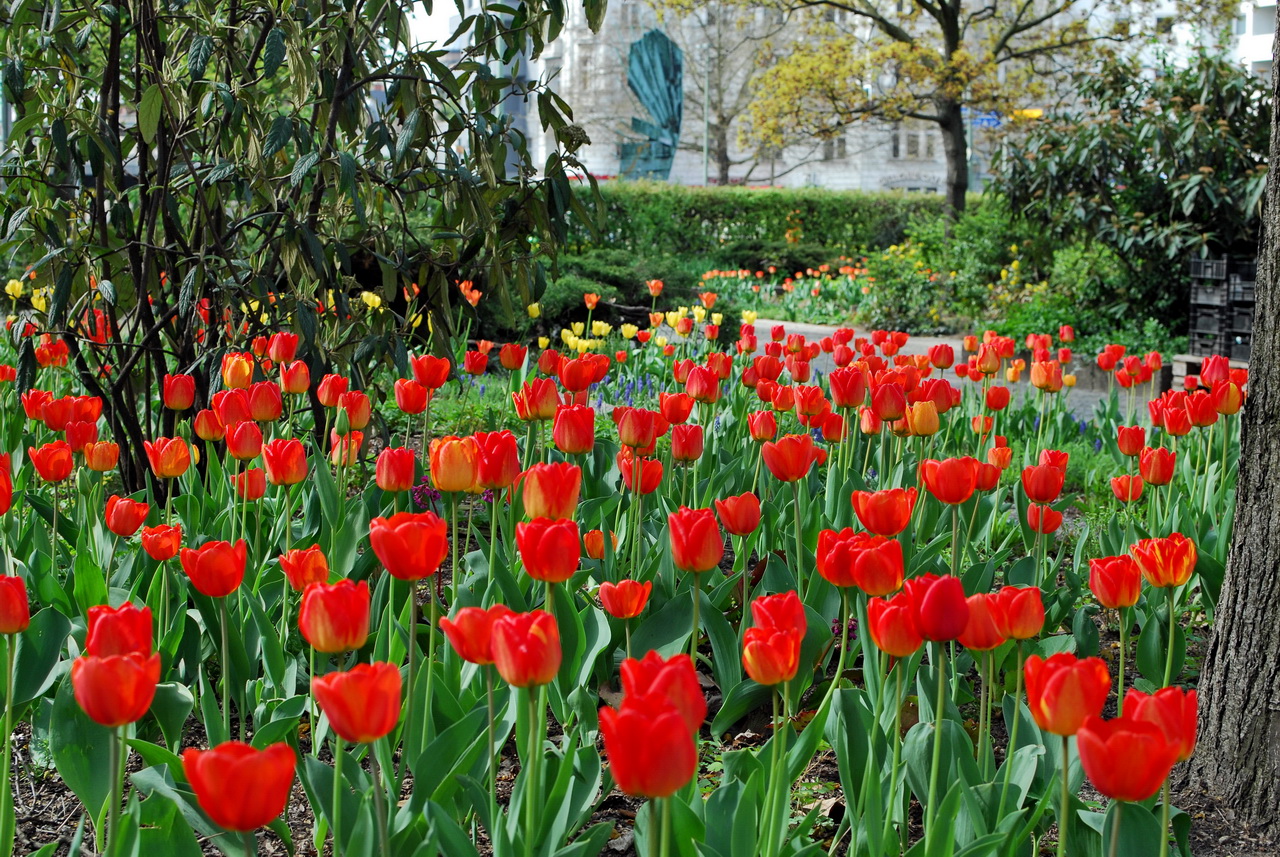 Tulpen auf der Ostseite des Platzes.